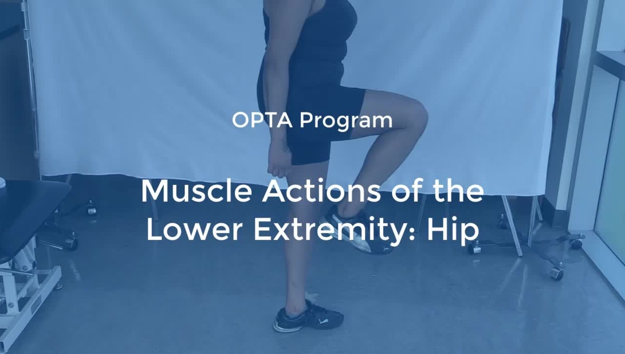 OPTA-08: Muscle Actions of the Lower Extremity-Hip