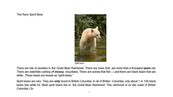 Thumbnail for the embedded element &quot;The Rare Spirit Bear Video&quot;